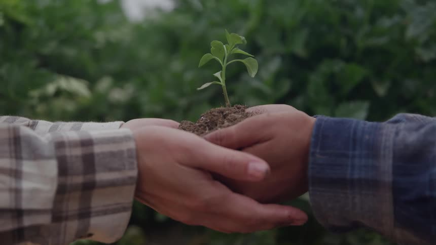An arm holds soil with a small plant resting on it while another hand reaches out to support set in a garden at midday