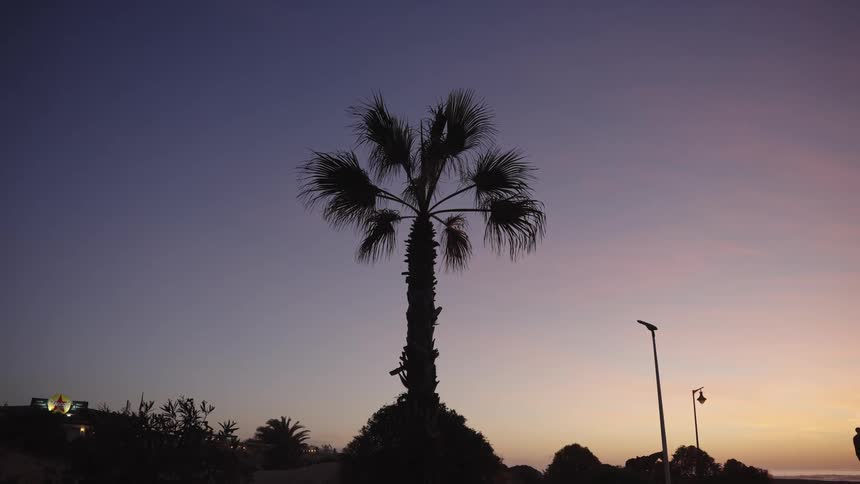 Silhouette of a palm tree with utility posts to one side and a sign to the other outdoors during dusk or dawn