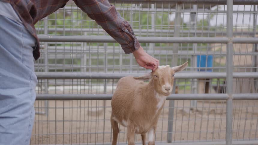 A man patting the head of a goat outdoor at daytime