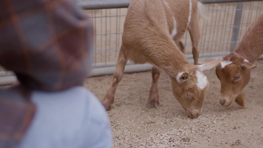 A close view shows two brown goats bending their heads to eat feed scattered on the ground inside a metal fence enclosure