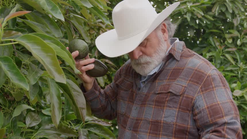 A farmer is harvesting avocados from trees and putting them in a basket