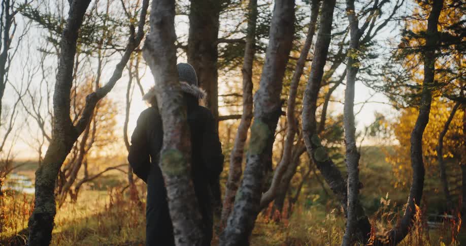 A person walks through a sparse grove of bare trees amid golden autumn leaves at sunset