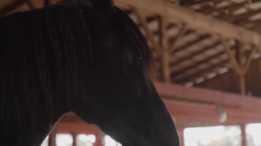 A closeup shot focuses on the head and neck of a black horse with its long dark mane clearly visible the horse is standing inside a barn or stable characterized by exposed wooden beams in the ceiling and bright light coming from the background