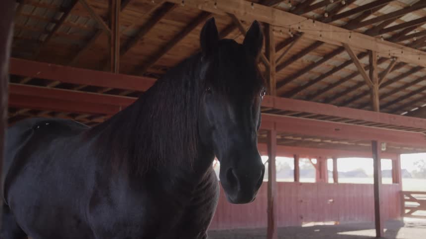 The video features a large dark horse standing inside a rustic wooden barn or stable sunlight streams into the structure from the open sides and windows illuminating the horses silhouette and the wooden beams overhead