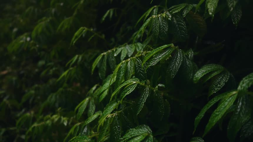 Dense vibrant green foliage the leaves are wet from falling rain