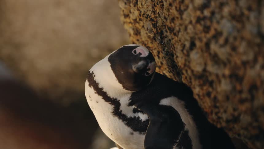 Black and white bird standing on a rock moving its head outdoors during day time