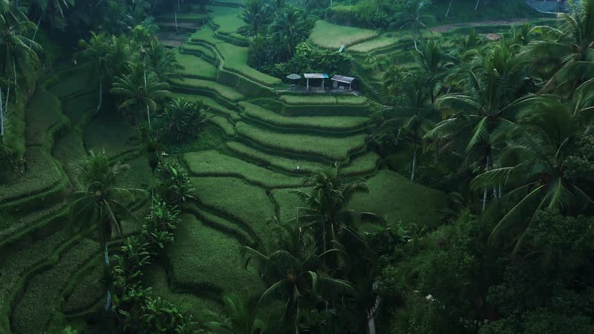 Terraced rice fields surrounded by dense tropical forest
