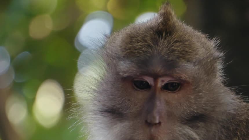 A monkey calmly gazing around against a blurred green background