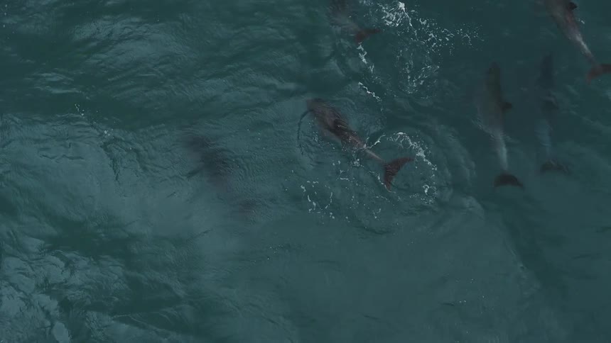 A school of dolphins swimming around
