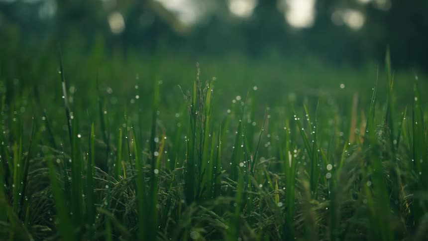 A closeup shot focuses on a dense field of lush green grass or rice paddies heavily covered in glistening dew drops the camera slowly racks focus or tracks slightly across the wet blades of grass creating a peaceful natural scene