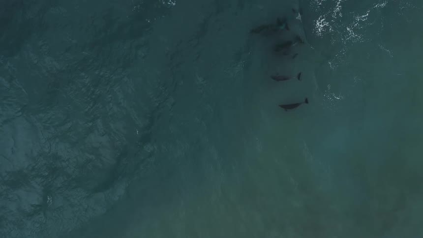 A pod of whales is swimming in the ocean together
