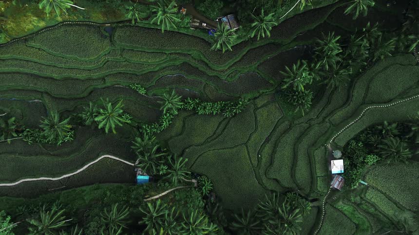 A model of grassy hills