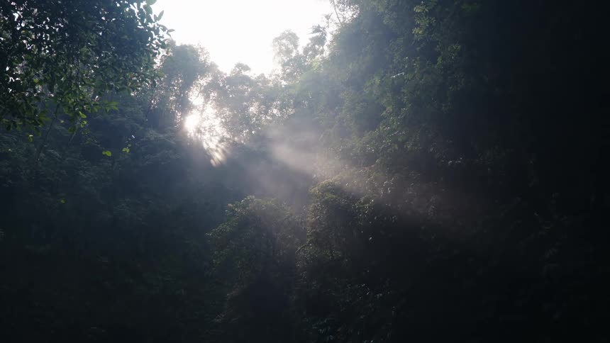 Sunlight pierces through a dense green forest canopy casting a moody mystical glow