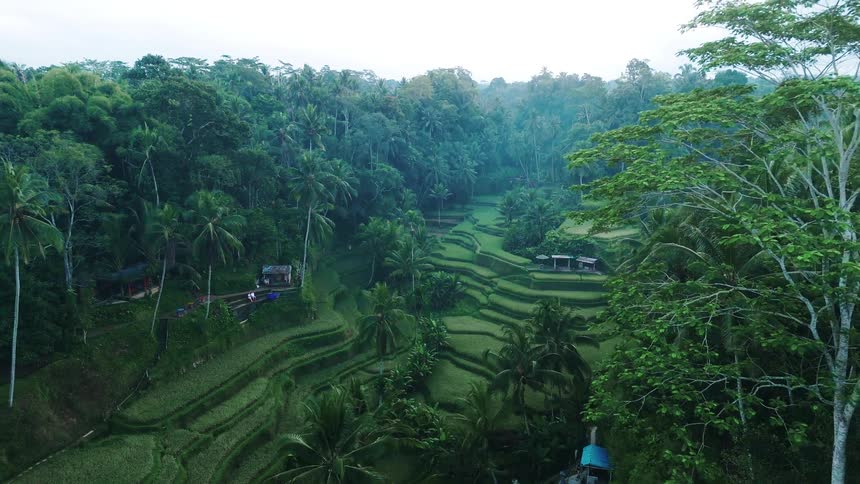 Terraced fields fill the area between rural buildings surrounded by forest on a summer day