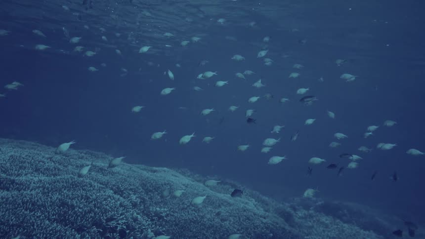 A wide underwater shot shows a large school of small lightcolored fish swimming through the deep blue ocean water above a dark textured coral reef structure that fills the bottom portion of the frame