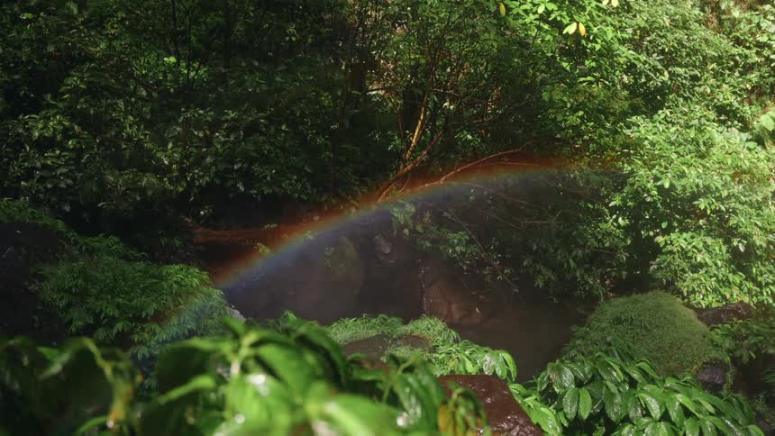 A close view shows a rainbow arching across mist and water spray framed by dense lush green foliage in a dark rainforest setting