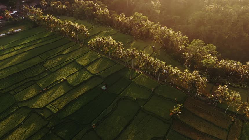 This is an aerial view of vibrant tiered rice terraces bathed in the warm golden light of sunset or sunrisea prominent line of tall palm trees separates the green paddies from a darker dense jungle area highlighting the rich agricultural landscape
