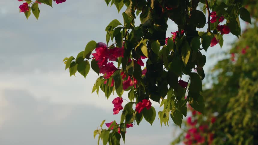 A close view of vibrant pink bougainvillea flowers hanging from a vine with bright green leaves against a pale blue and white sky