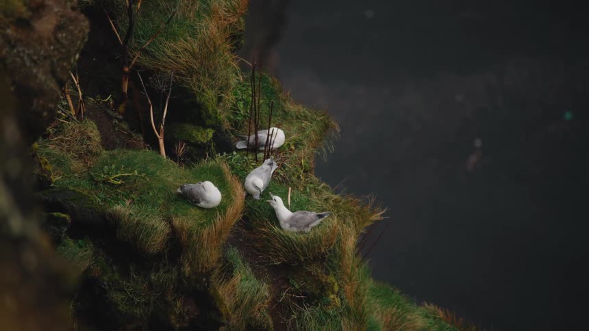 A close view shows a small group of white and gray seabirds perched on a section of a steep green cliff side above the dark water