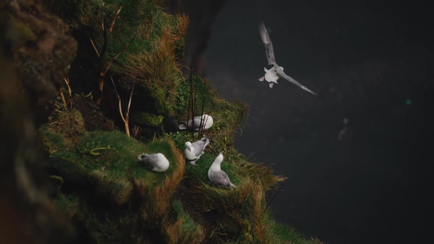 The video captures a group of lightcolored seabirds nesting on a steep mossy green cliff face overlooking a dark body of water throughout the clip one large bird is seen flying past the cliff soaring down towards the water