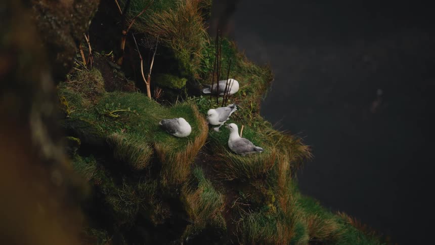 Seagulls resting on mosscovered cliff with water in the background
