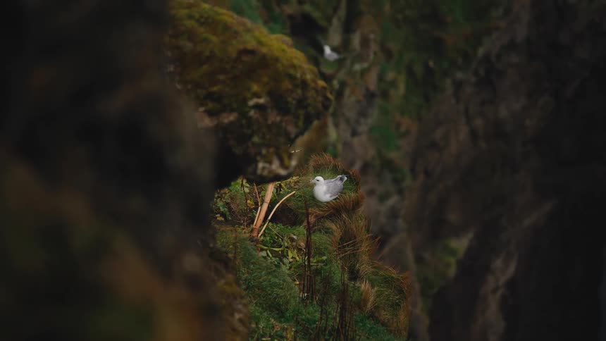 White bird perches on mossy cliff as others fly in the background