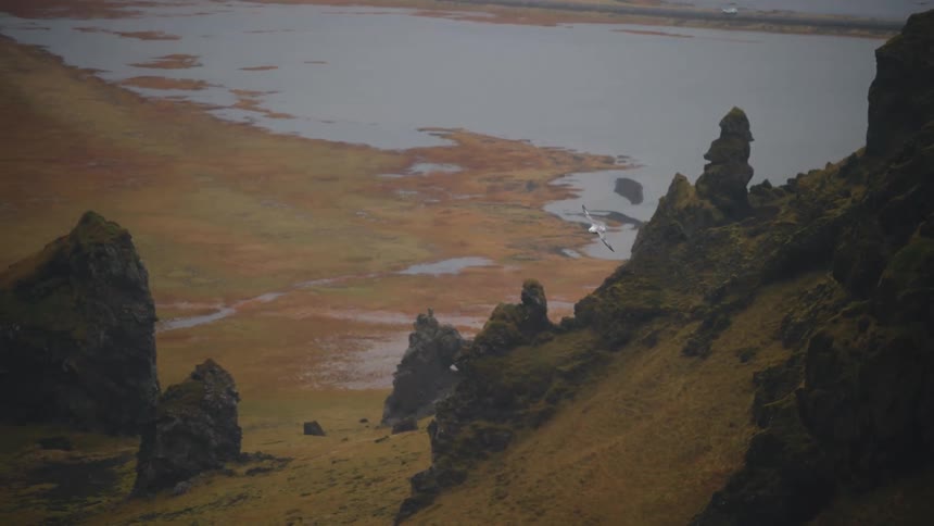 A white seabird glides and soars gracefully in front of a massive dark mosscovered cliff face featuring tall rock pinnacles with a wide view of the coastal tundra and water below