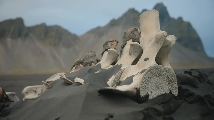 A closeup shot focuses on several large bones partially embedded in dark black sand and gravel with a backdrop of dramatically jagged dark gray mountains under a slightly blue sky