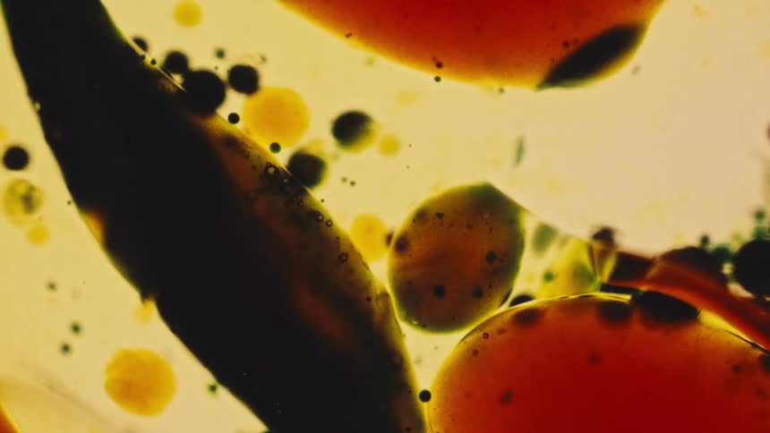 Blobs of different color shapes are in a liquid