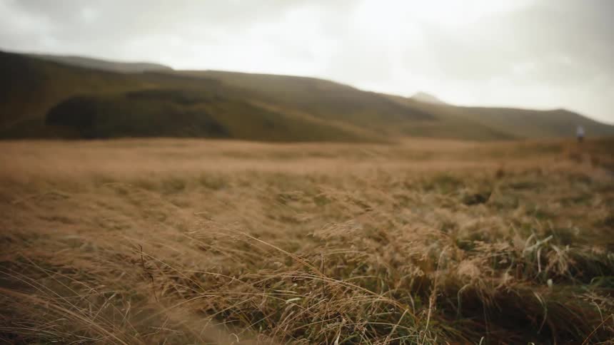 A close view of tall dry grass blowing in the wind across a field with low rolling green hills under a bright overcast sky