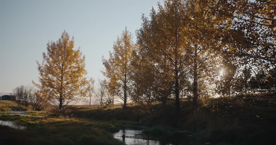 A natural area with a small stream and some trees with yellow leaves around it