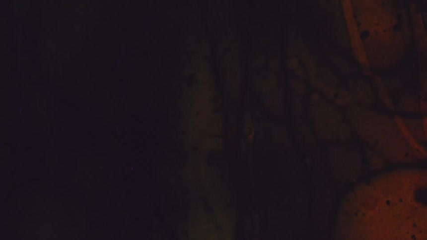 The video displays a dark abstract background with fluid swirling textures that suggest moving oil liquid or colored gelsthe colors are predominantly deep black and shades of reddishorange and yellow slowly shifting and blending to create an orga
