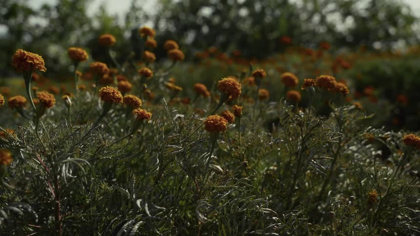 Orange marigold flowers on slender stems emerge from a bed of dense dark green foliage under a bright sky