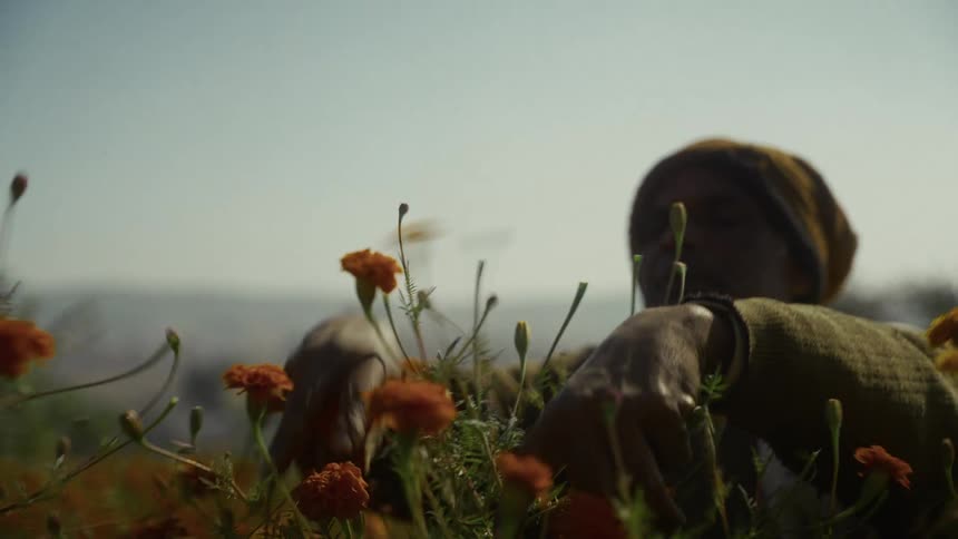This short lowangle clip shows a person in a brown sweater and hoody silhouetted against a bright sky tending to a field of orange marigold flowers their hand reaches up to carefully pick one of the blossoms