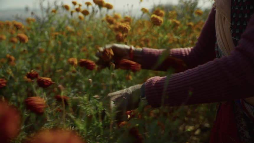 The hands of a person picking some flowers with red petals from a field