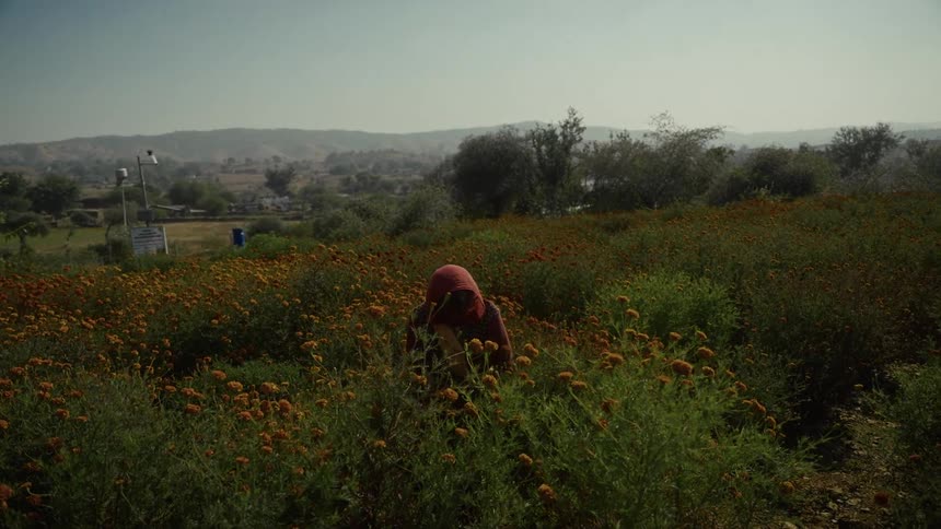 A person harvests a field of orange flowers under a sunny sky with rolling hills behind