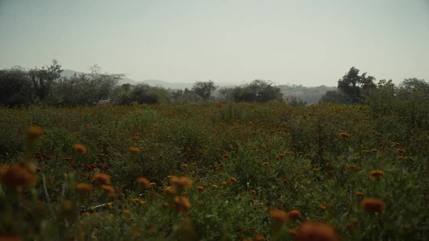 The video shows a wide shot of a vast sunny field densely covered in green foliage with scattered orange flowers likely marigolds low hazy hills and sparse trees form the backdrop under a bright clear sky suggesting a rural or agricultural setting