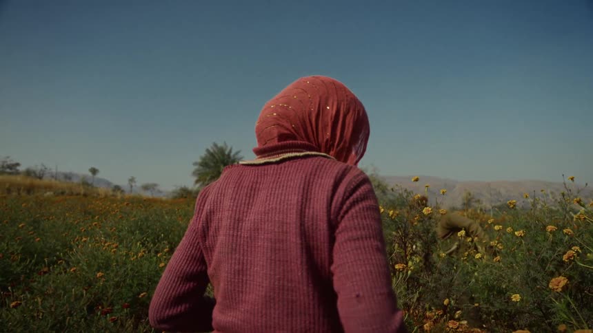 A woman wearing a red headscarf walks through a sunny field of yellow flowers