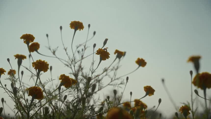 A lowangle shot captures a cluster of longstemmed flowers with deep yellow or orange heads silhouetted against a bright hazy sky gently moving in the breeze