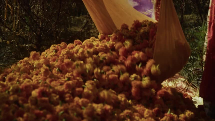 A closeup shot captures a massive mound of freshly harvested orange marigold flowers as a large fabric sack tips over spilling the remainder of the flowers onto the growing pile