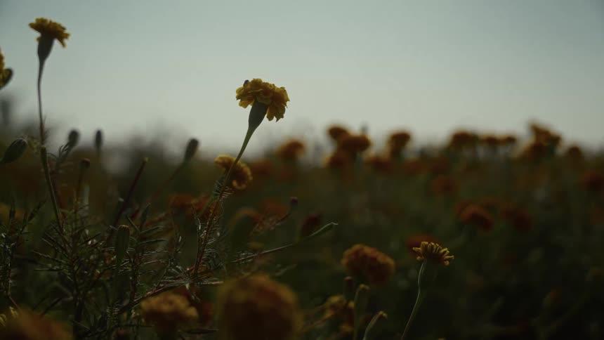 A field of yellow orange marigold flowers is seen mostly in silhouette with dark shadows and low contrast under a pale overcast sky background