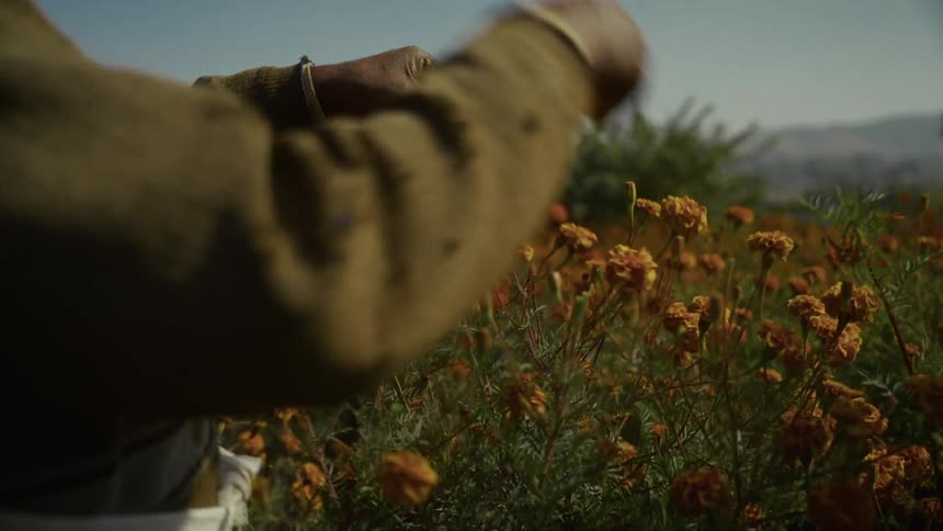 A person is collecting some flower petals from a field that are being moved by the wind