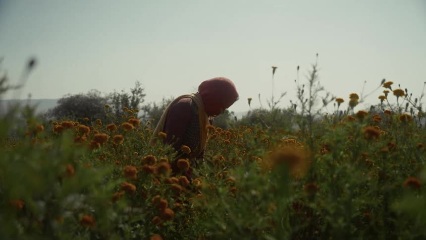 A young woman harvesting crops in an outdoor garden during daytime