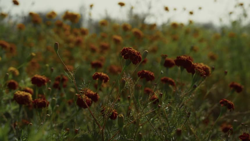 Wild flowers grow in a rural field