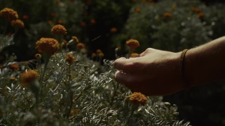 Hand gently touches orange flowers in a sunlit field