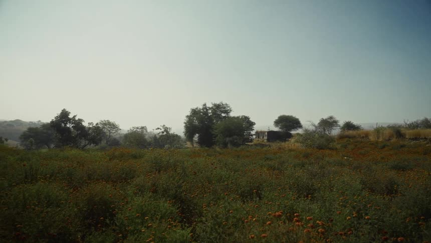 A landscape of a large field with bushes and a few trees in the background on a clear day with a blue sky