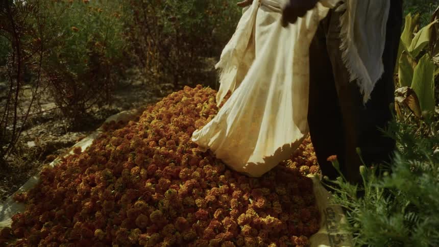 A man has harvested a lot of flowers and is shaking them out of a blanket
