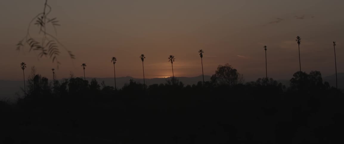 Palm trees line the dawn sky ahead