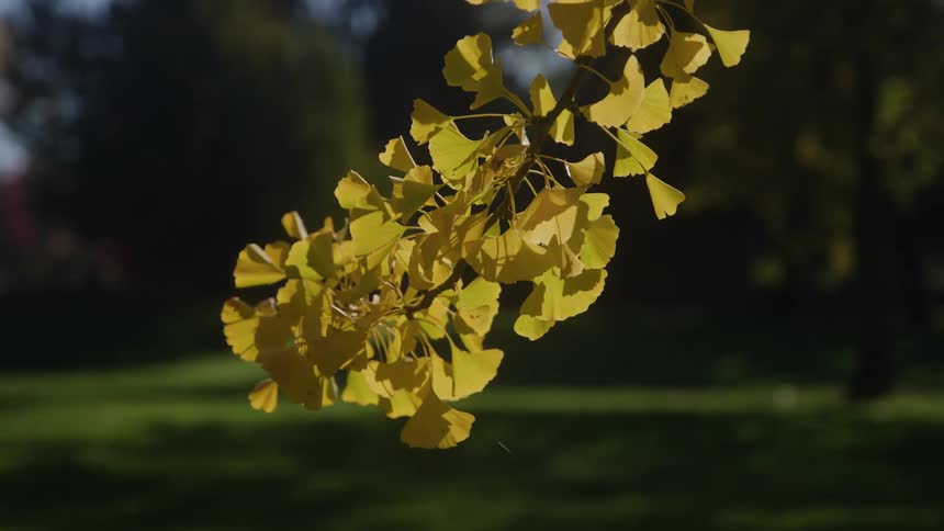 Stalk covered in leaves with a grove on the background outdoors during day time