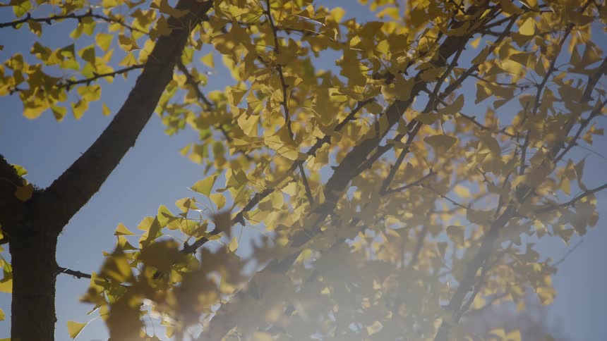 The branches of the tree are hanging under the clear sky